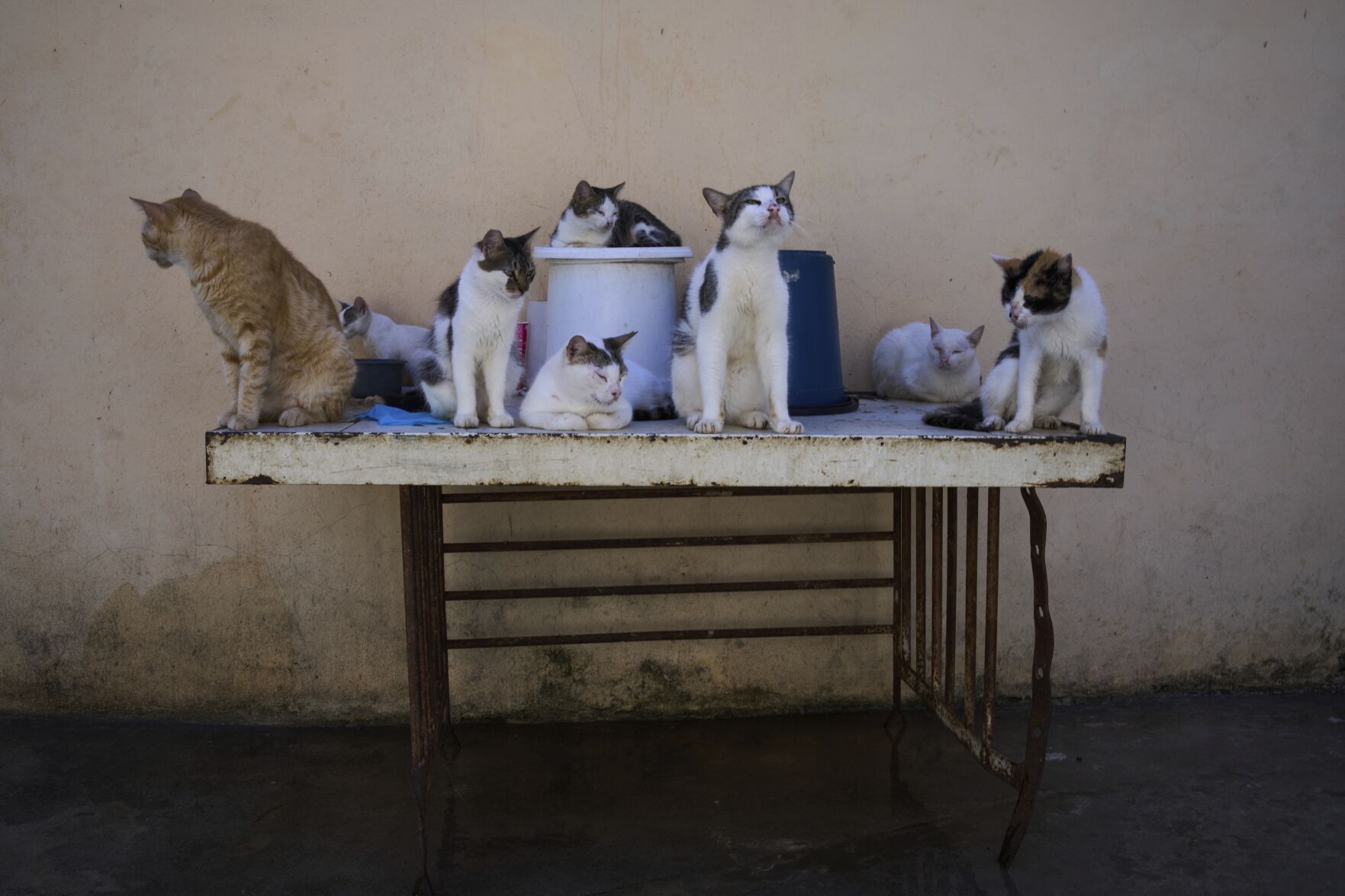 APTOPIX Cuba Cats and Dogs